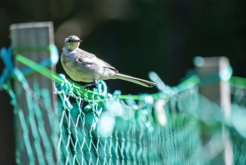 稚内公園のハクセキレイ