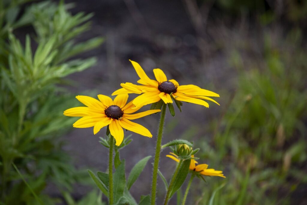利尻島 アラゲハンゴンソウ