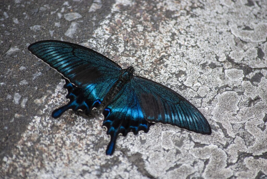 利尻島 ミヤマカラスアゲハ
