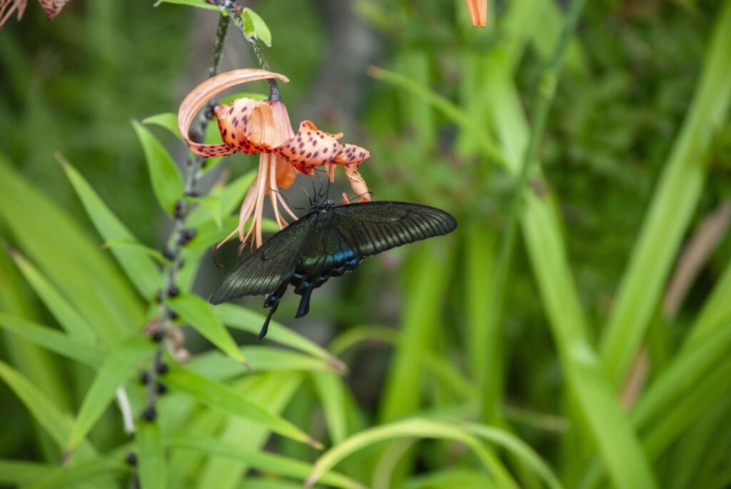 利尻島 ミヤマカラスアゲハ