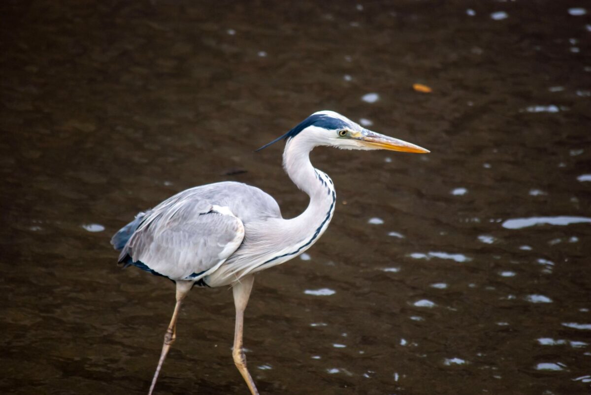 神は細部に宿る 神は細部に宿る