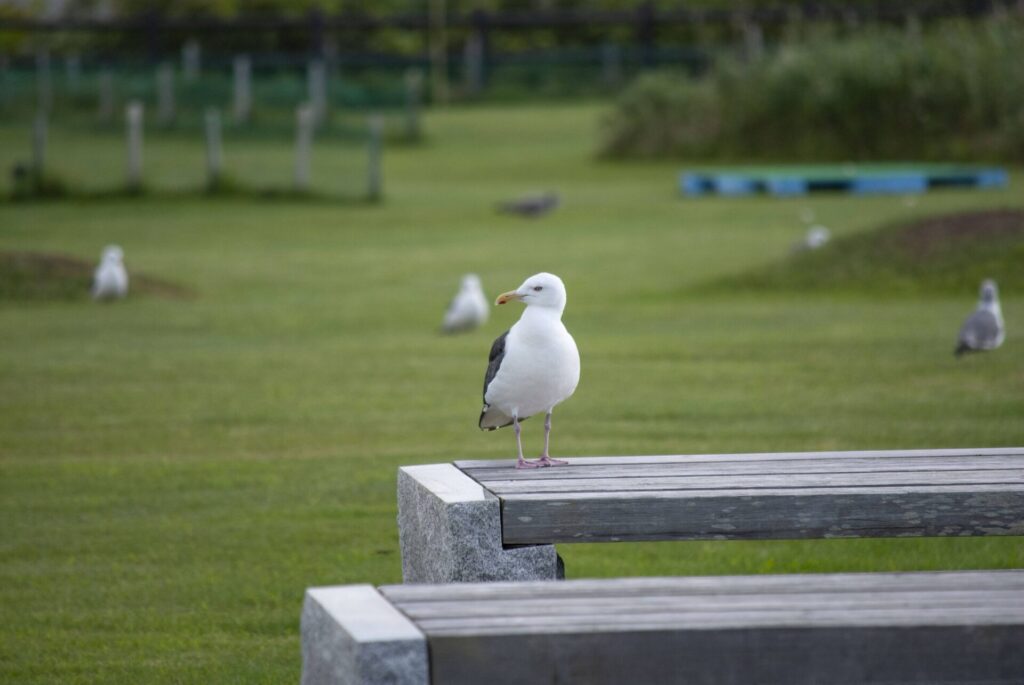 利尻島 オオセグロカモメ