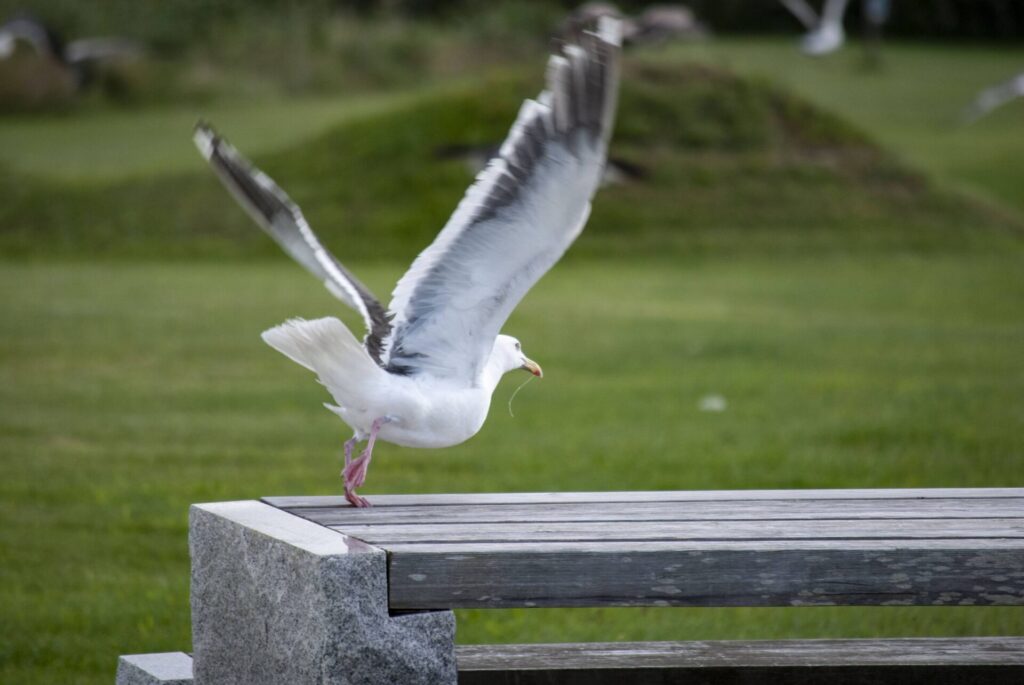 利尻島 オオセグロカモメ