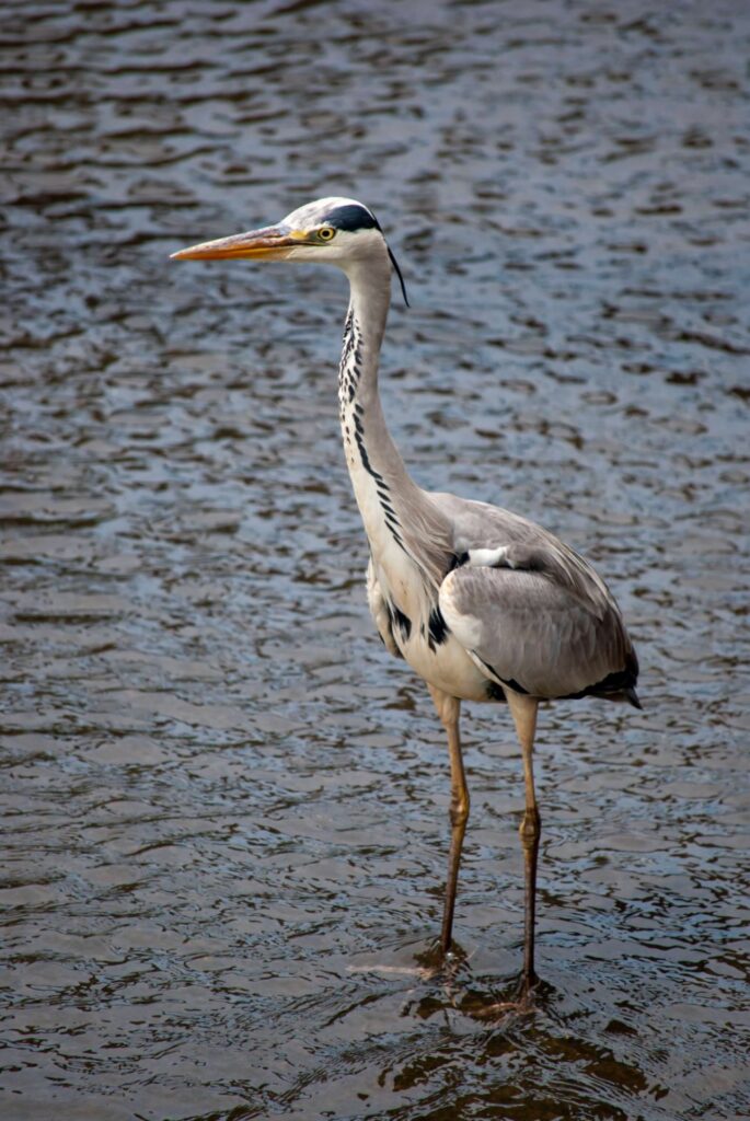 アオサギ Nikon D60 + 300mm望遠レンズで撮影