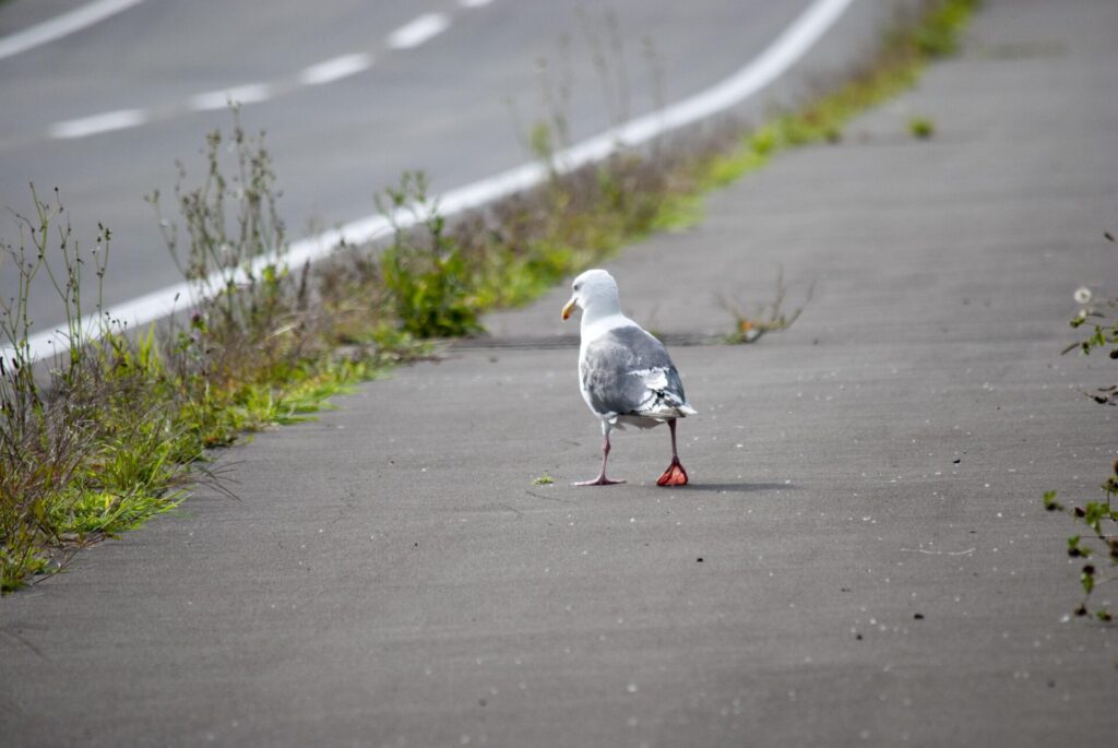 利尻島 オオセグロカモメ