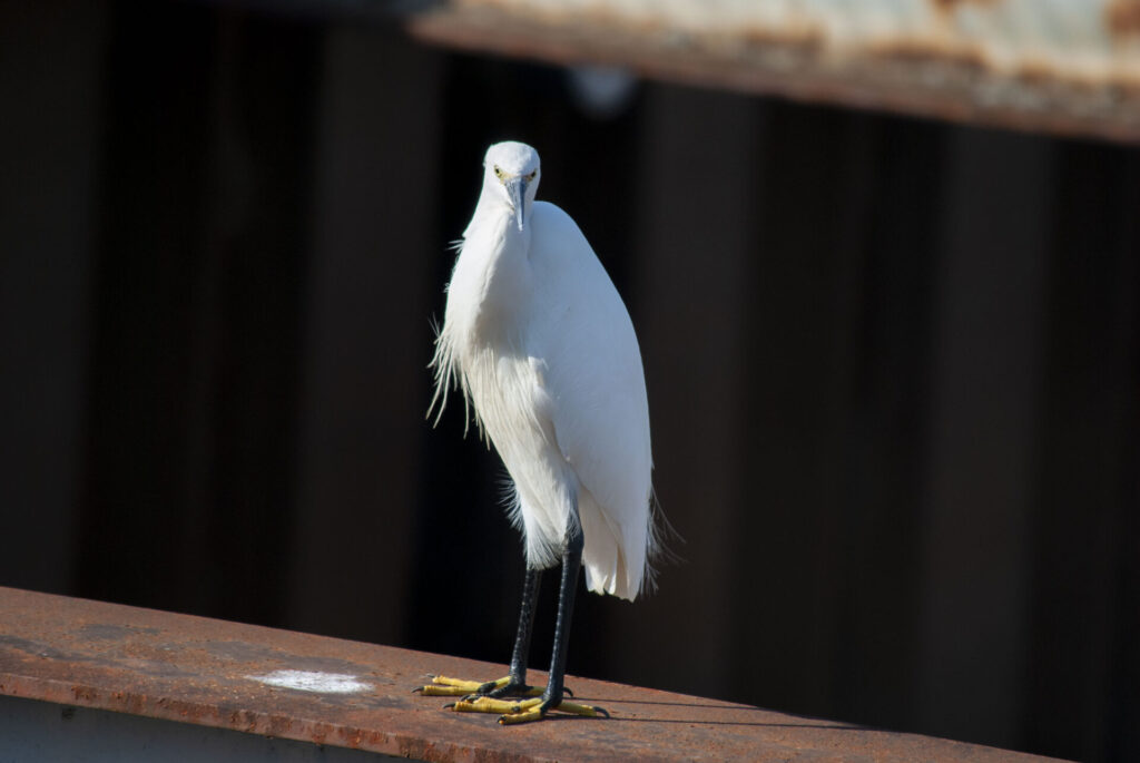 おっさんみたいなコサギ