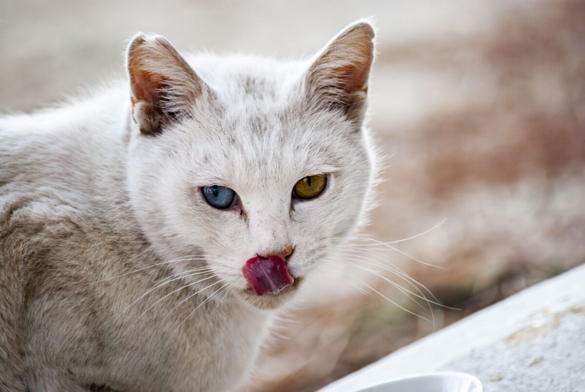 わからないのが楽しいこともある わからないのが楽しいこともある