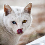 わからないのが楽しいこともある わからないのが楽しいこともある