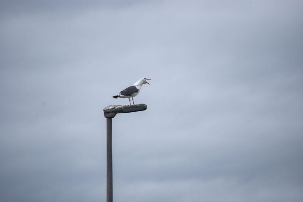 利尻島 オオセグロカモメ