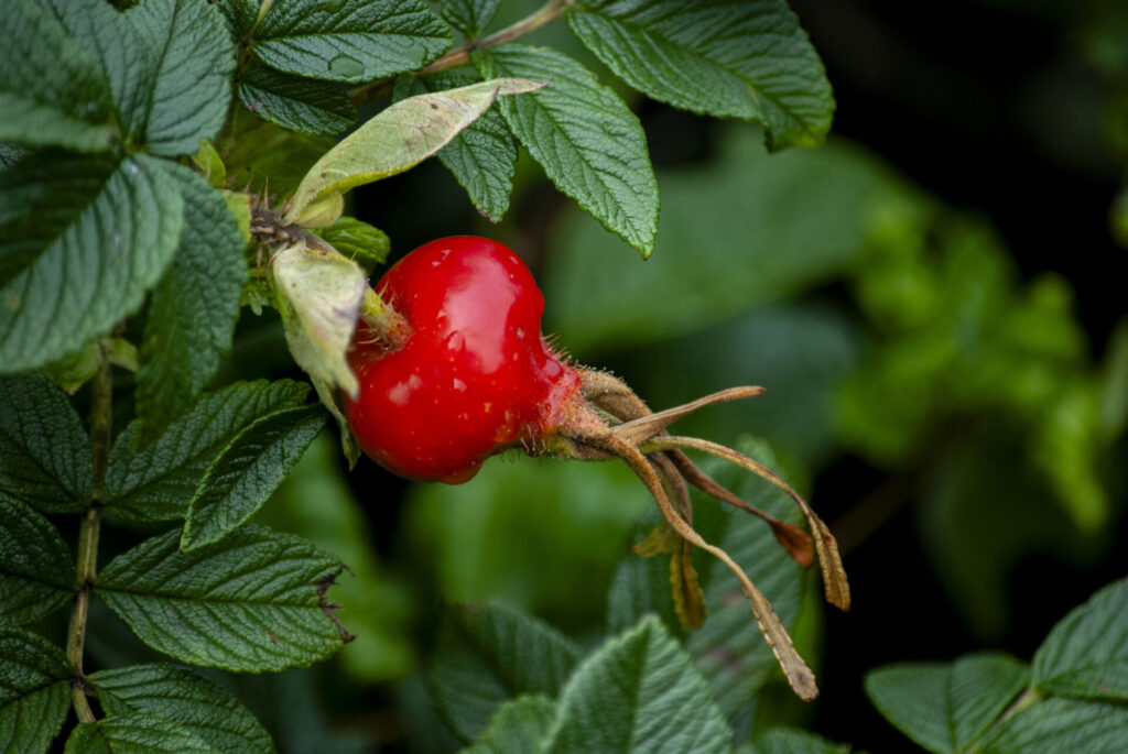 利尻島 ローズヒップ