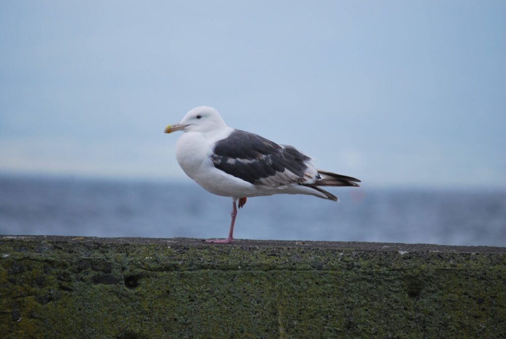 礼文島 オオセグロカモメ