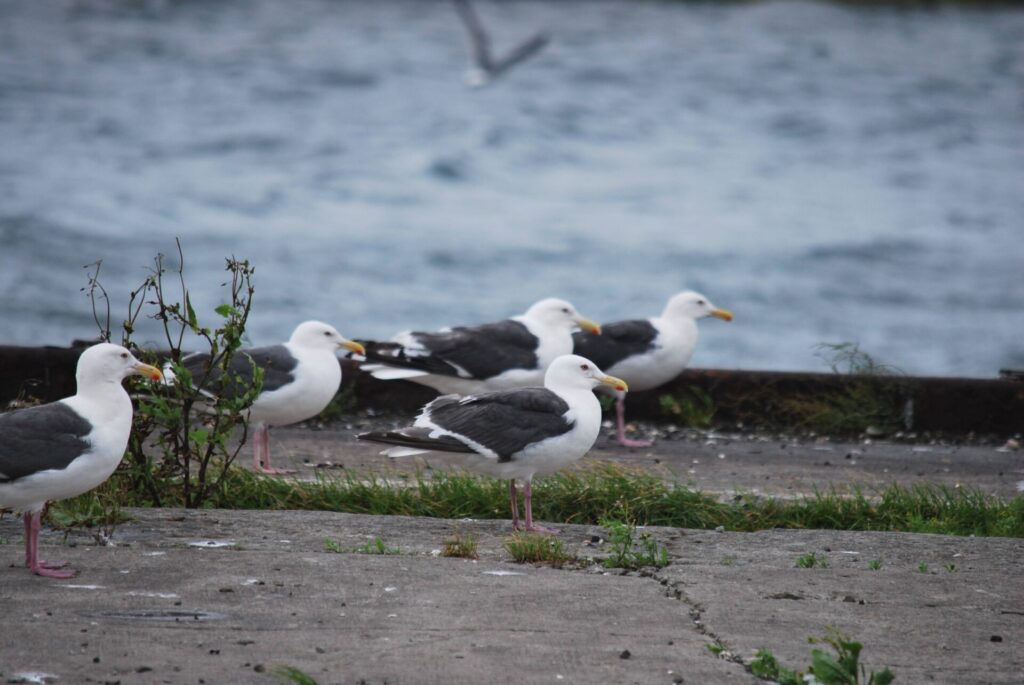 礼文島 オオセグロカモメ