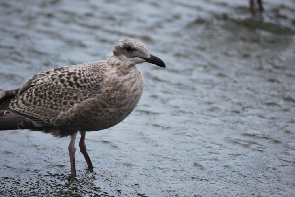 礼文島 オオセグロカモメ 幼鳥