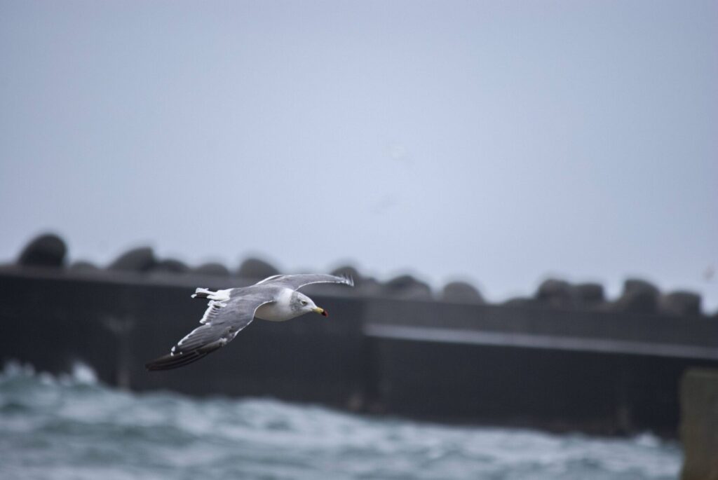 礼文島 オオセグロカモメ