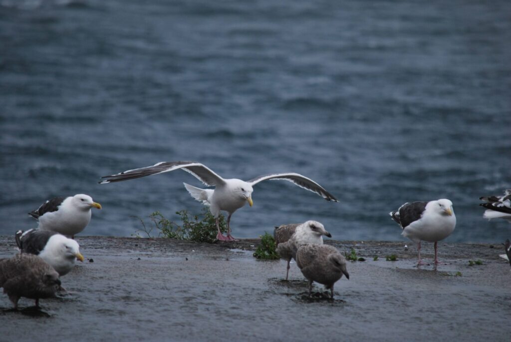 礼文島 オオセグロカモメ