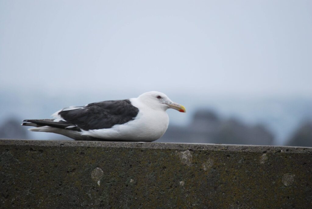 礼文島 オオセグロカモメ