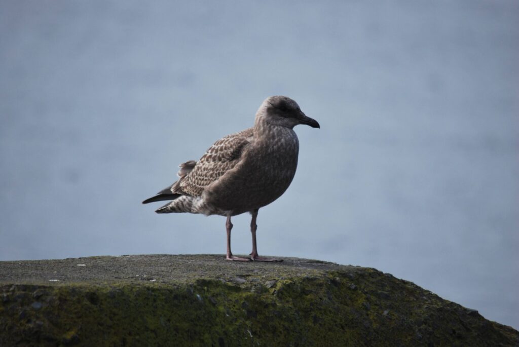 礼文島 オオセグロカモメの幼鳥