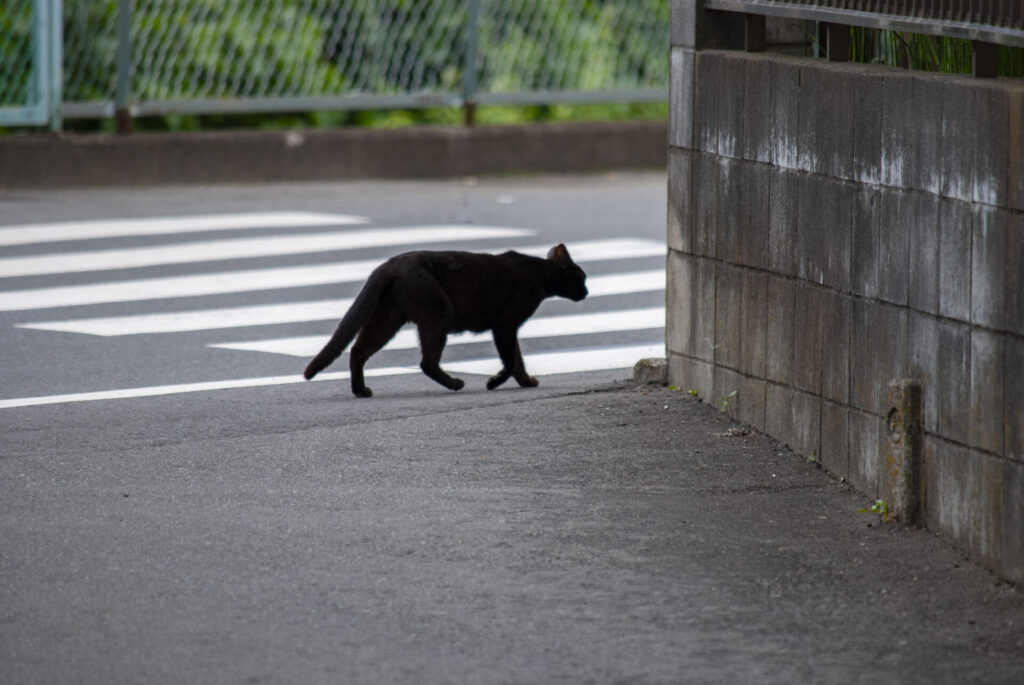 黒猫