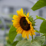 まっかっか まっかっか