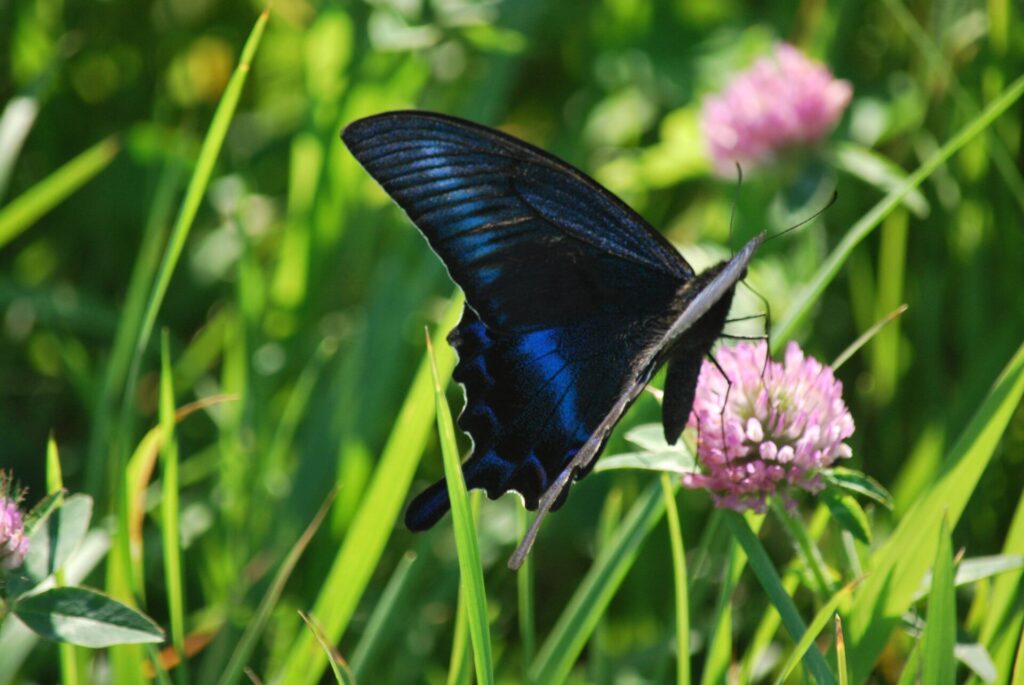 礼文島 久種湖のミヤマカラスアゲハ
