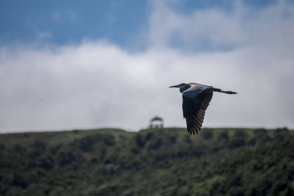 礼文島 久種湖のアオサギ