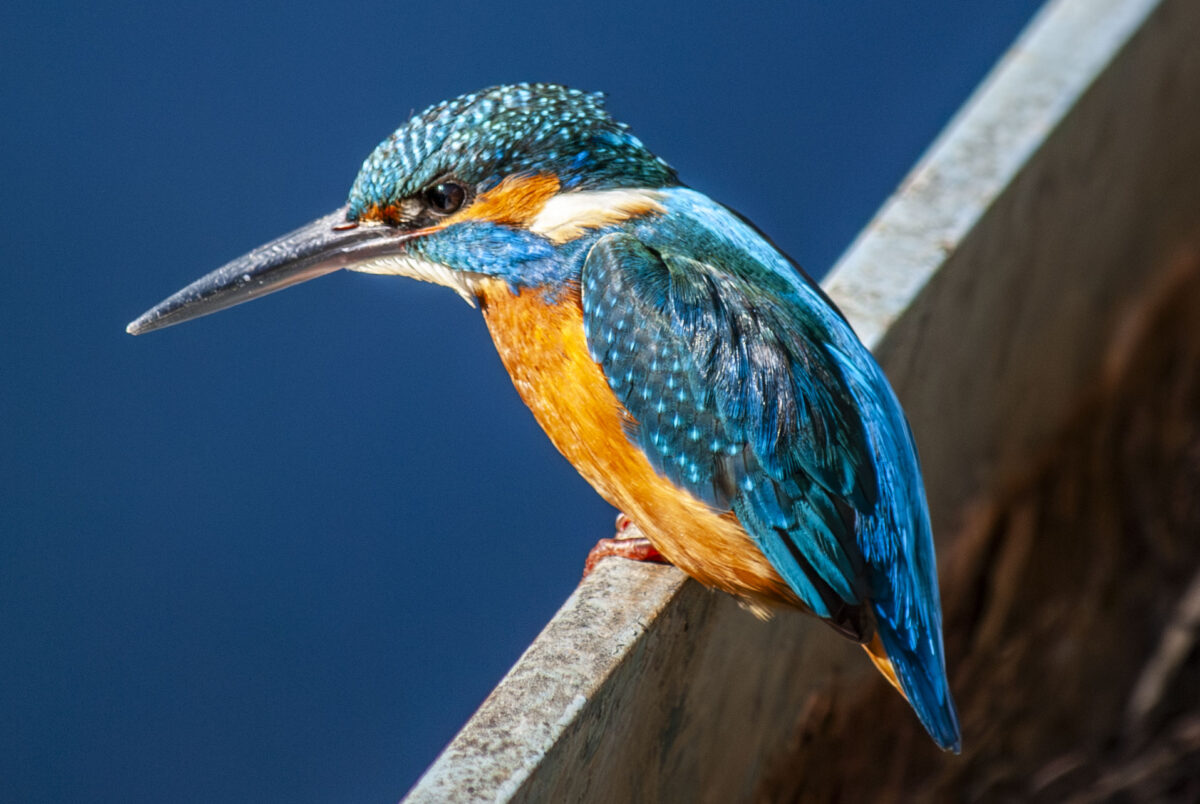 比べるけど比べない 比べるけど比べない