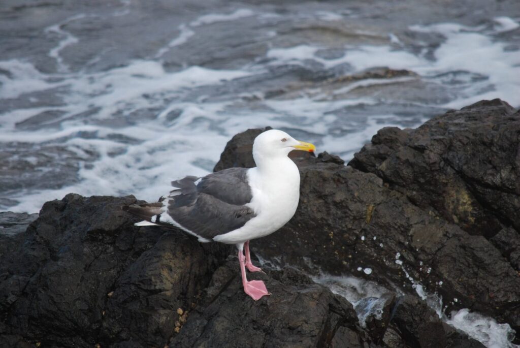礼文島 北東部沿岸 オオセグロカモメ