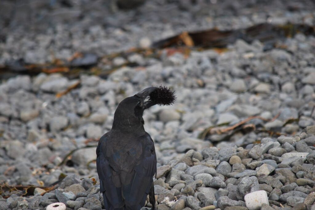 礼文島 北東部沿岸 ウニをつつくカラス