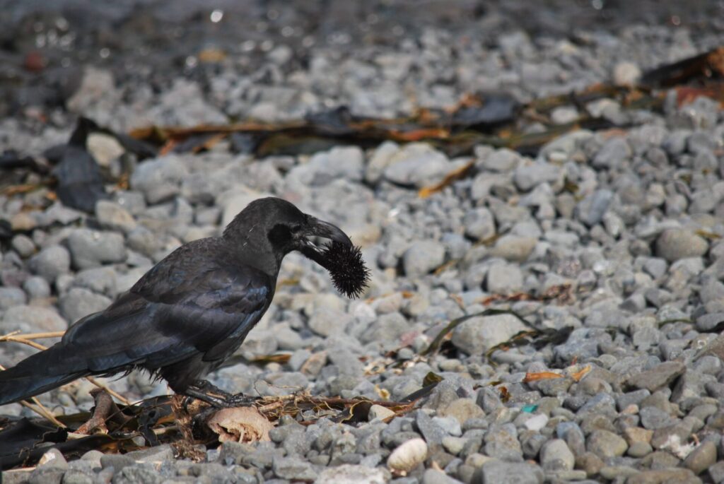 礼文島 北東部沿岸 ウニをつつくカラス