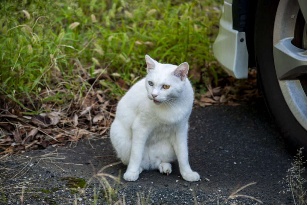 オッドアイ白猫
