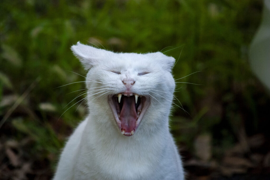 オッドアイ白猫