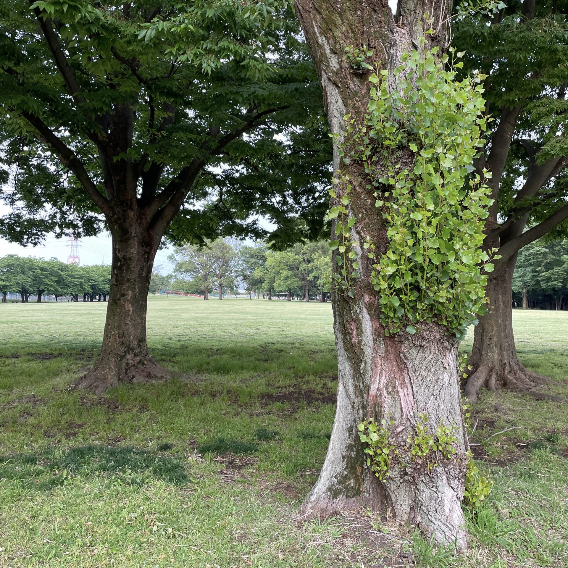 LT進捗どうでしょう LT進捗どうでしょう