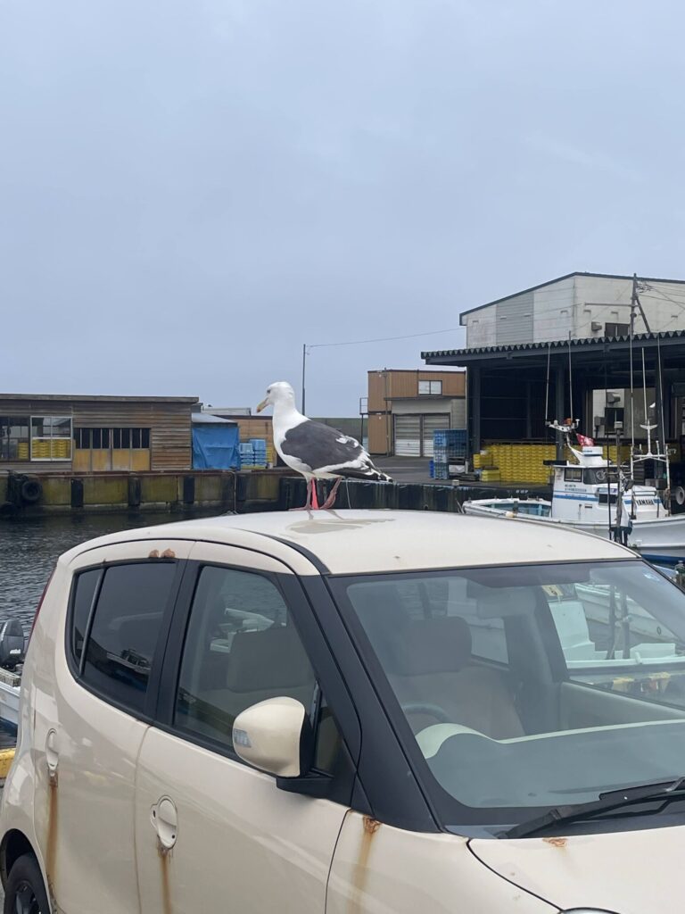 礼文島 オオセグロカモメ