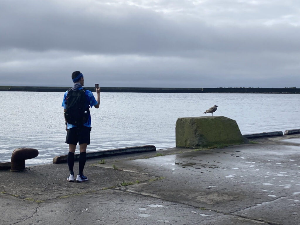 礼文島 オオセグロカモメの幼鳥