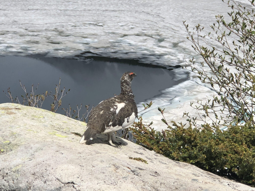 普通に雷鳥いた。