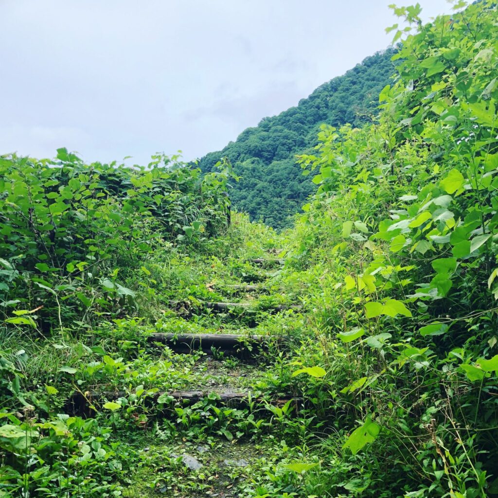 この先には遺跡がありそうな感。