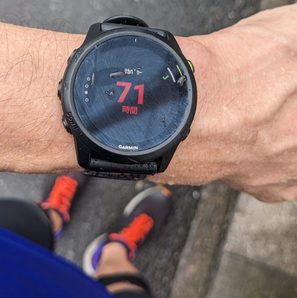 コバトンはじめ コバトンはじめ