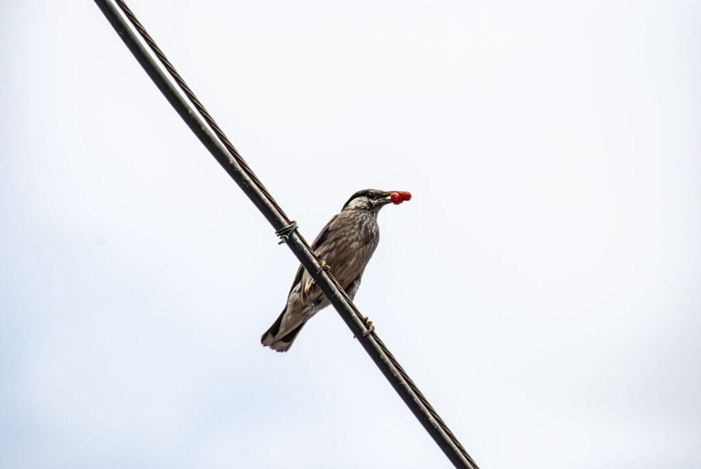 赤い実を給餌するムクドリ