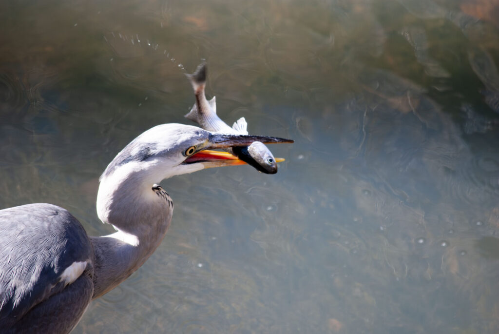 魚をゲットしたアオサギ