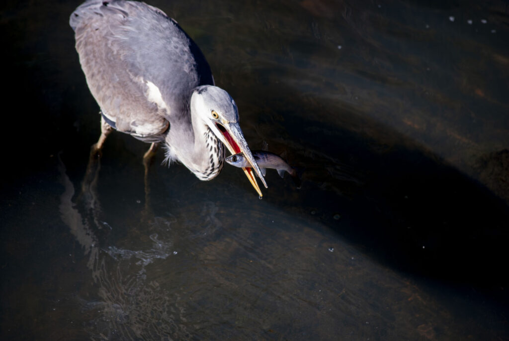 魚をゲットしたアオサギ