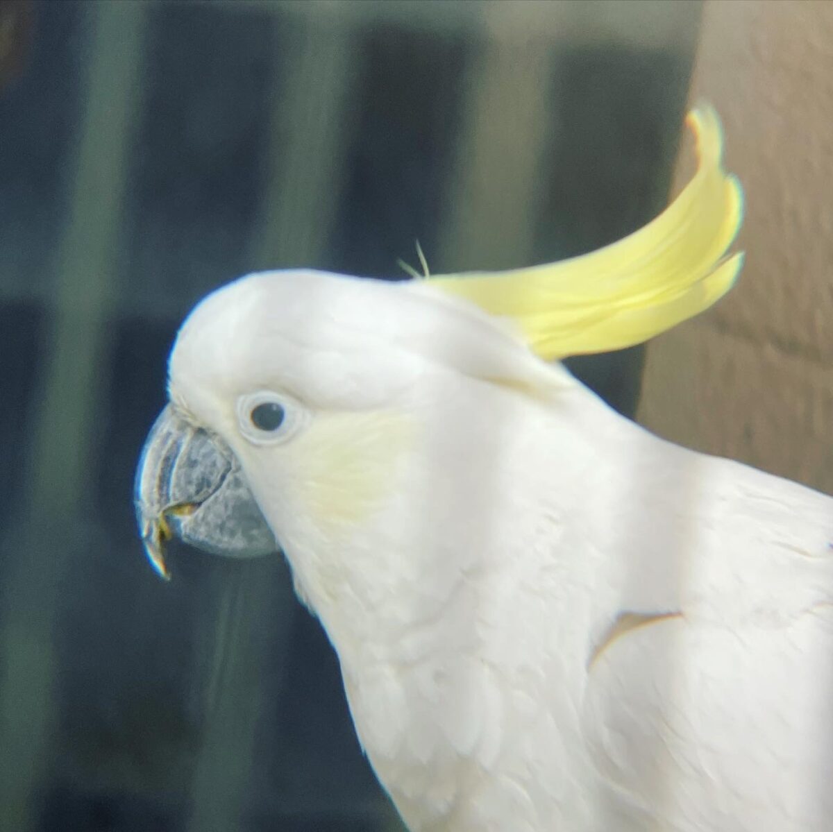 イチゴトリラン イチゴトリラン