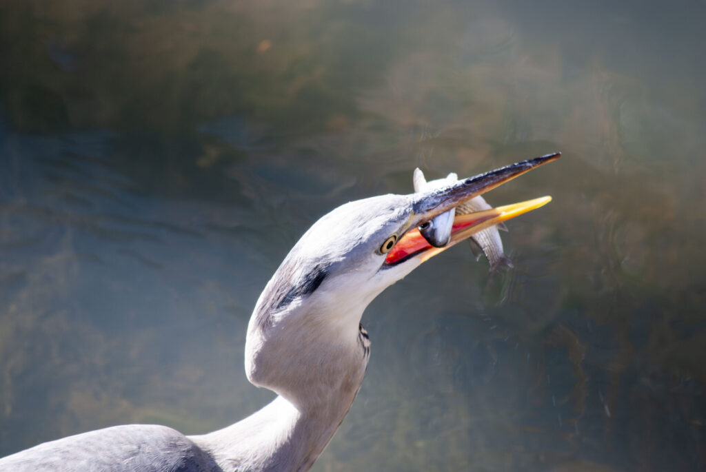 魚をゲットしたアオサギ