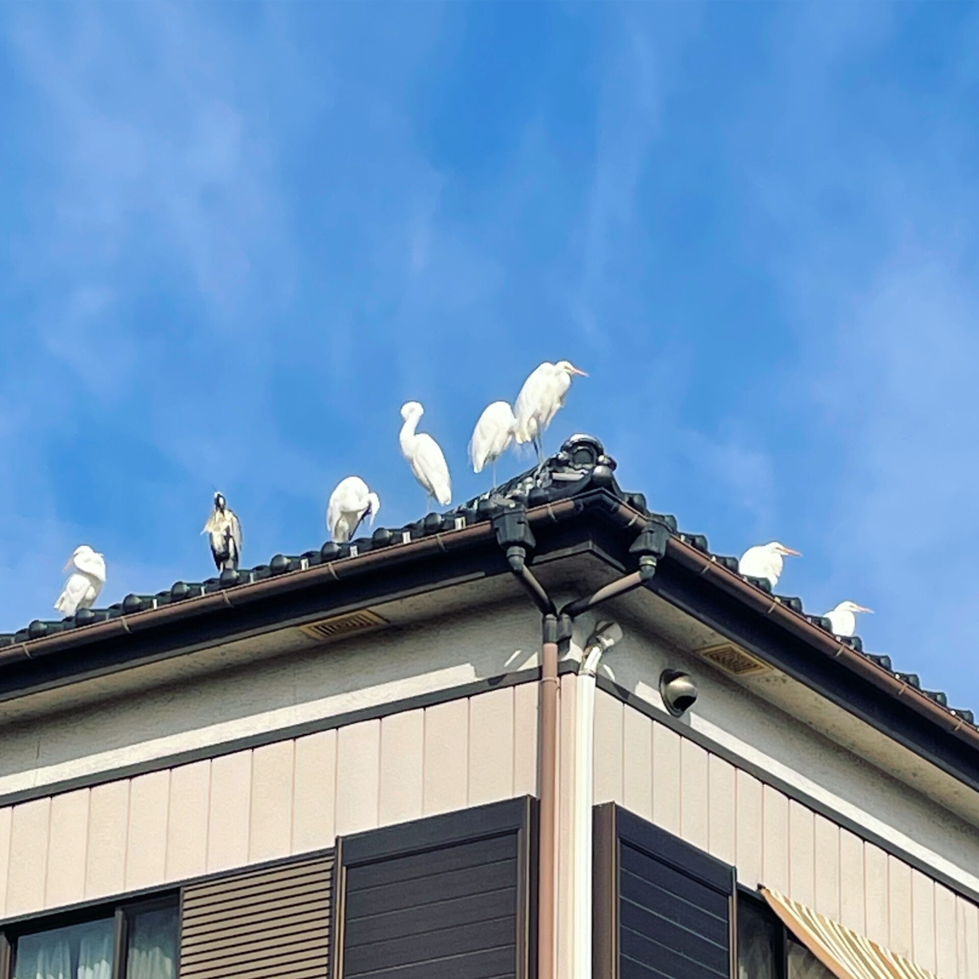 過去最高カウントの8羽。アオサギも混じっている。​