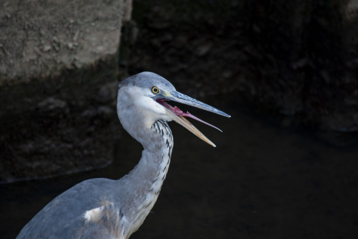 サシコミでぃすてぃにー サシコミでぃすてぃにー