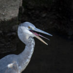 サシコミでぃすてぃにー サシコミでぃすてぃにー