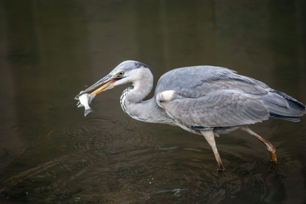 アオサギの狩り