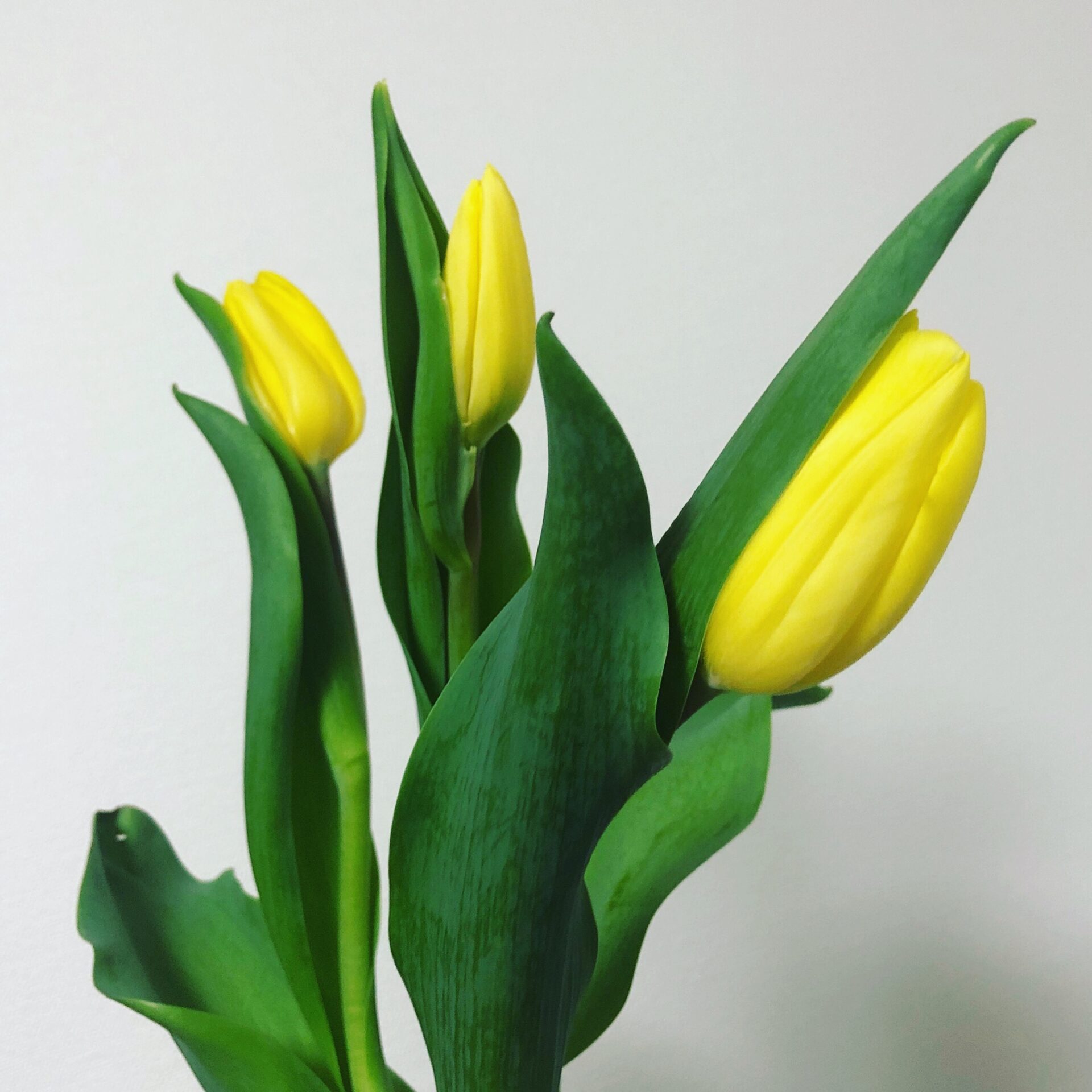 ホワイトデーのおかえし