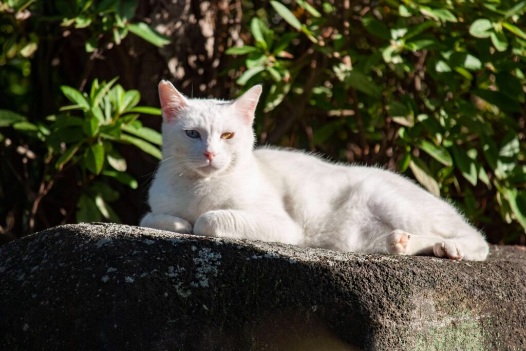 左右の目の色が違うネコ