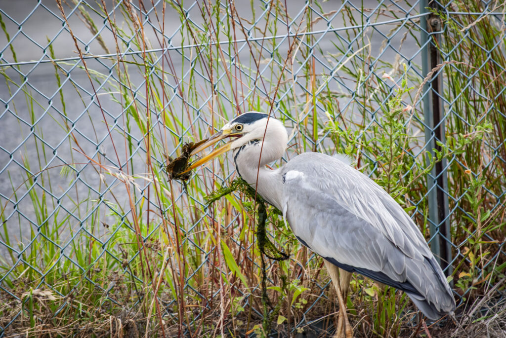 ナマズを咥えるアオサギ