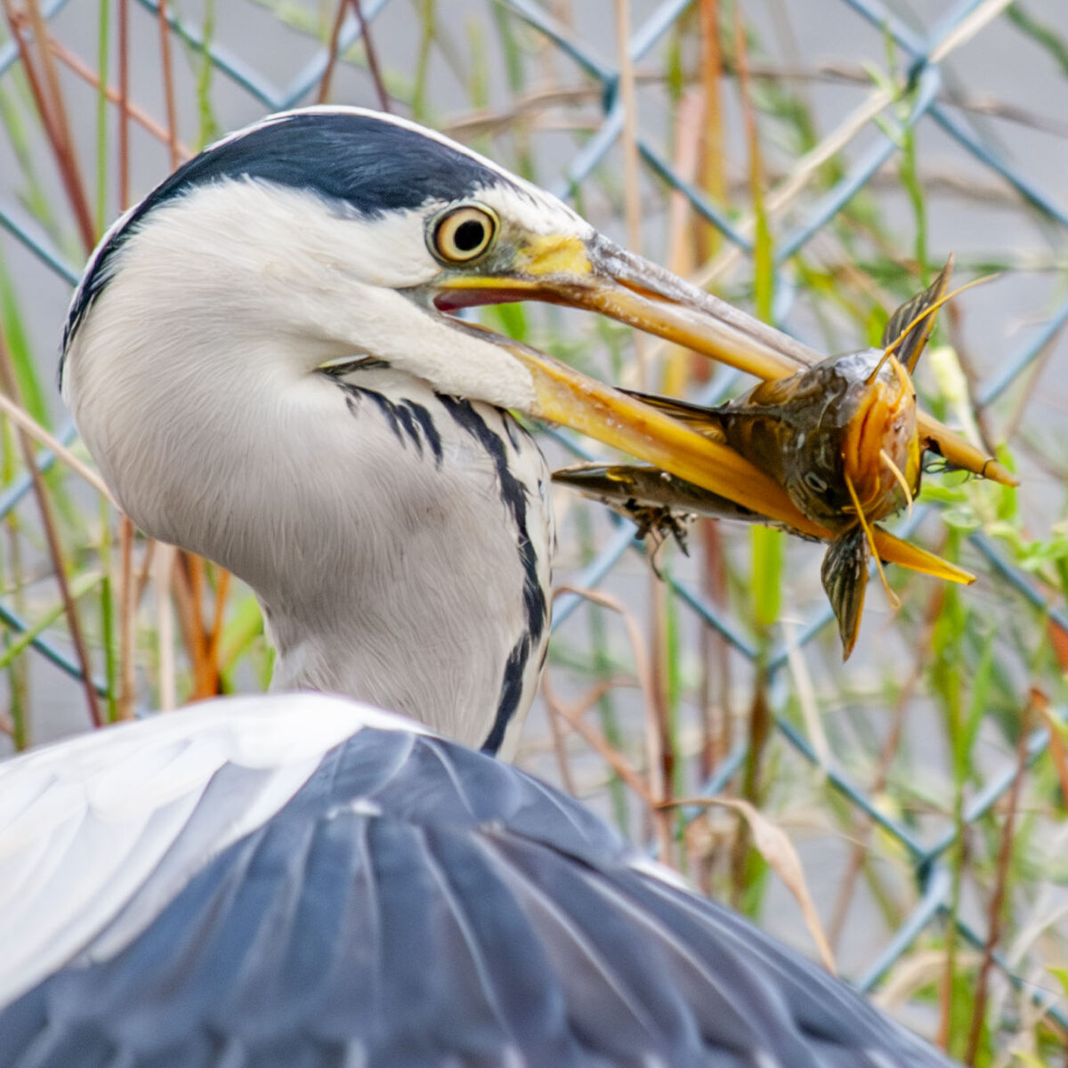 大きなおつまみ 大きなおつまみ